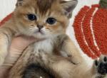 Mochi x Luis - Scottish Fold Kitten For Sale - 