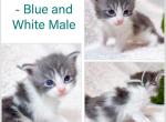 Cashmere - Maine Coon Kitten For Sale - TX&comma; US