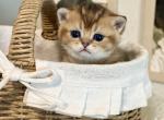 Pixie and Taffy - Scottish Straight Kitten For Sale - 