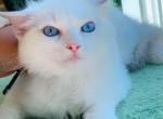 lavender queen - Ragdoll Kitten For Sale - Los Angeles&comma; CA&comma; US