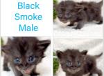 Snuggles - Maine Coon Kitten For Sale - TX&comma; US