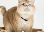 Theadore - Scottish Straight Cat For Sale/Service - 