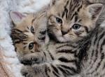Scottish straight kittens - Scottish Straight Kitten For Sale - Edgewood&comma; WA&comma; US