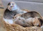 Scottish straight and fold kitten - Scottish Fold Kitten For Sale - 