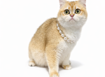 Eleanore - Scottish Straight Cat For Sale/Service - 