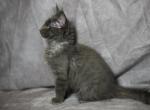 Ivy Thistle - Maine Coon Kitten For Sale - Statesville&comma; NC&comma; US