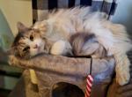 Sweet Maine Coon Ragdoll Girl - Maine Coon Cat For Adoption - Spencer&comma; MA&comma; US