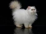 Alexis - Persian Kitten For Sale - Newburgh&comma; NY&comma; US
