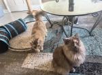 Bunny and Stinkbug - American Bobtail Cat For Sale - PA&comma; US
