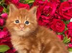 Lizzy and Timmy - Maine Coon Cat For Sale - 