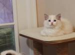 Blue bicolor - Ragdoll Kitten For Sale - Bristow&comma; VA&comma; US