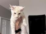 Cream - Maine Coon Kitten For Sale - Palmer&comma; MA&comma; US