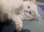 Lux - Persian Kitten For Sale - 