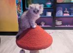 Onyx - Persian Kitten For Sale - Omaha&comma; NE&comma; US