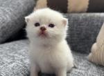 Adorable Male Scottish Straight Kitten - Scottish Straight Kitten For Sale - 