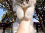 Blue Smoke Tabby - Maine Coon Kitten For Sale - Desoto&comma; TX&comma; US