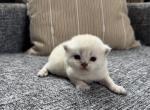 Beautiful female Scottish Straight kitten - Scottish Straight Kitten For Sale - 