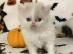 Lilac van or color pointed male - Persian Kitten For Sale - Nunda&comma; NY&comma; US