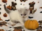 Lilac van or color pointed male - Persian Kitten For Sale - Nunda&comma; NY&comma; US