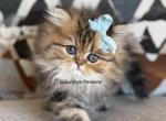 Gold - Persian Kitten For Sale - Fort Worth&comma; TX&comma; US
