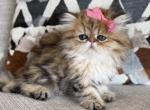 Goldie - Persian Kitten For Sale - 