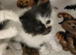 Black and white van male - Persian Kitten For Sale - Nunda&comma; NY&comma; US