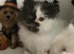 Black and white van male - Persian Kitten For Sale - Nunda&comma; NY&comma; US