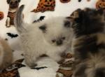 Seal pointed female - Persian Kitten For Sale - Nunda&comma; NY&comma; US