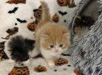 Orange bicolor male - Persian Kitten For Sale - Nunda&comma; NY&comma; US