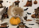 Orange bicolor male - Persian Kitten For Sale - Nunda&comma; NY&comma; US