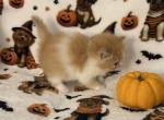Orange bicolor male - Persian Kitten For Sale - 