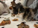 Calico - Persian Kitten For Sale - 