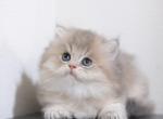 Mikey longhair - British Shorthair Kitten For Sale - Saint Cloud&comma; FL&comma; US