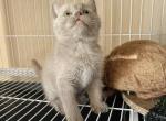 Wawa - British Shorthair Kitten For Sale - Rancho Cucamonga&comma; CA&comma; US