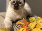 Kamilla and Kojai Bear - Balinese Kitten For Sale - Minden&comma; NV&comma; US