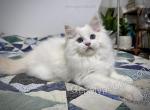 Emeric - Ragdoll Kitten For Sale - Tuscaloosa&comma; AL&comma; US
