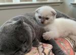 White Fold - Scottish Fold Kitten For Sale - Antioch&comma; CA&comma; US