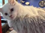 Cinnamon Point  Female - Ragdoll Kitten For Sale - Milwaukee&comma; WI&comma; US