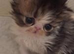 Calico kitty - Persian Kitten For Sale - Stilwell&comma; OK&comma; US