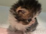 Calico kitty - Persian Kitten For Sale - Stilwell&comma; OK&comma; US
