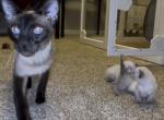 Fall litter READY BY CHRISTMAS - Siamese Kitten For Sale - Ripley&comma; TN&comma; US