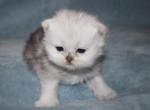 CFA Shaded Silver Female Persian Kitten - Persian Kitten For Sale - Stanton&comma; MO&comma; US