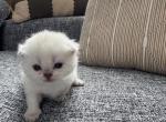 Sweet female Scottish Fold kitten - Scottish Fold Kitten For Sale - 