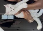 Viserys - Maine Coon Kitten For Sale - Ambridge&comma; PA&comma; US