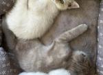 Bengal Siamese mix - Bengal Kitten For Sale - Leominster&comma; MA&comma; US