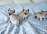 Brighteye's litter - Snowshoe Kitten For Sale - Walterboro&comma; SC&comma; US