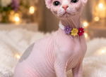 Bicolor Elf Sphynx Girl - Sphynx Kitten For Sale - PA&comma; US