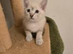 Lynx point siamese kittens - Siamese Kitten For Sale - Deer Park&comma; IL&comma; US