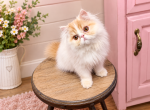 Baby Boy - Persian Kitten For Sale - Dyer&comma; TN&comma; US