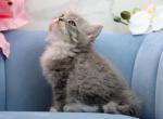 Sasha of Romanov Dynasty - Siberian Kitten For Sale - Ashburn&comma; VA&comma; US
